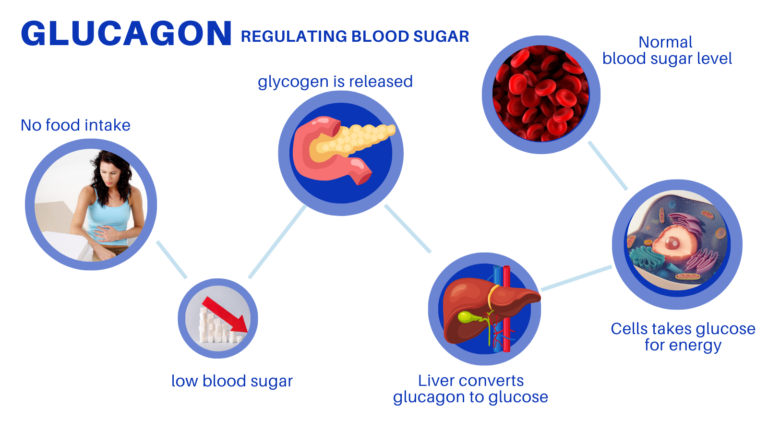 Glucagon secretion to stabilize blood sugar level during when fasting.