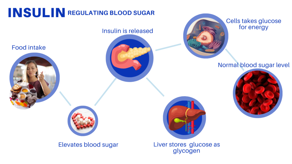 Insulin metabolizes blood sugar for cellular energy.