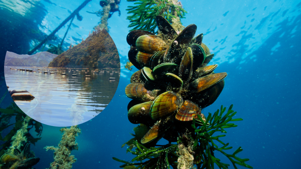 Green Lipped Mussel Farmed in hanging lines in government regulated pristine waters of New Zealand
